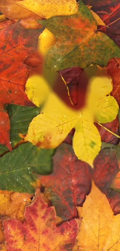 Colorful autumn leaves create a vibrant mobile wallpaper background.