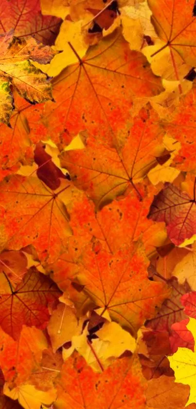 Mobile wallpaper of vibrant autumn leaves in orange, red, and yellow shades.