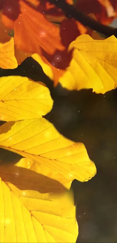Close-up of vibrant yellow autumn leaves with a soft focus background.