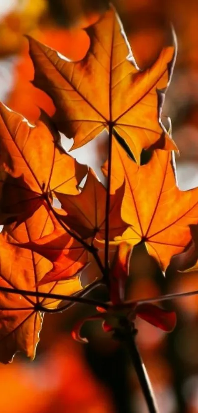 Autumn leaves with vibrant orange hues in bright sunshine.