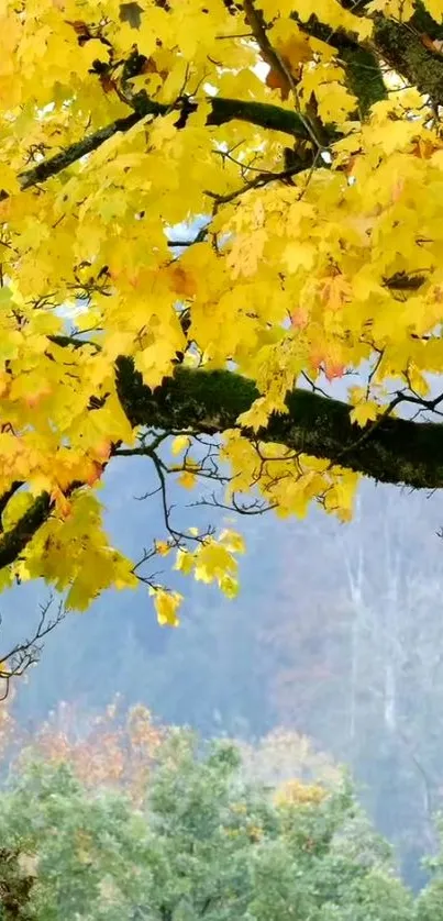 Bright yellow autumn leaves on tree branches with a serene forest background.