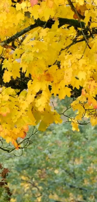 Golden autumn leaves on tree branches with a forest background.