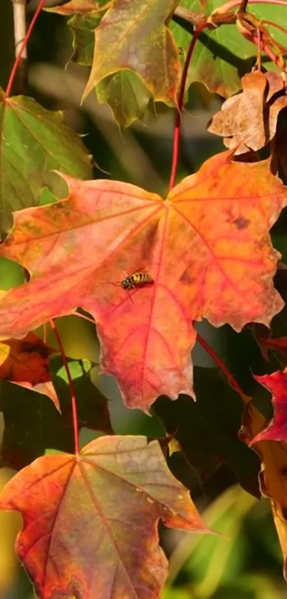 Vibrant autumn leaves in orange and green hues with a bee on a leaf.