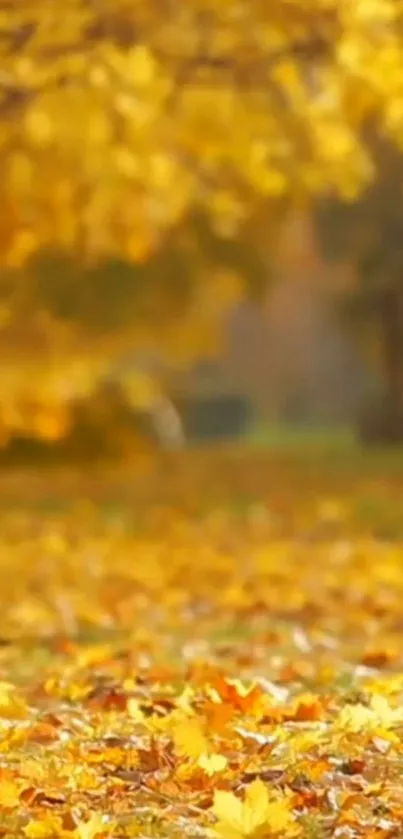 Golden autumn leaves forming a vibrant natural carpet on the ground.