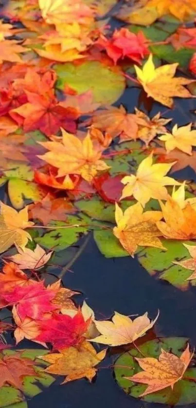 Vibrant orange and red autumn leaves floating on water.