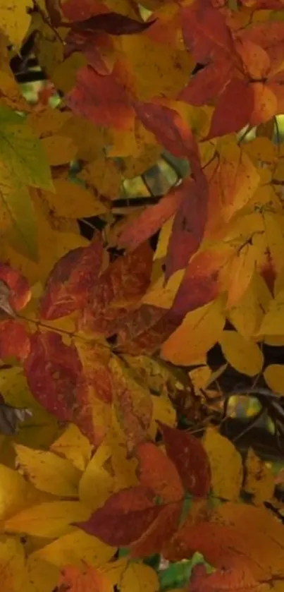 Mobile wallpaper with vivid orange, red, and yellow autumn leaves.