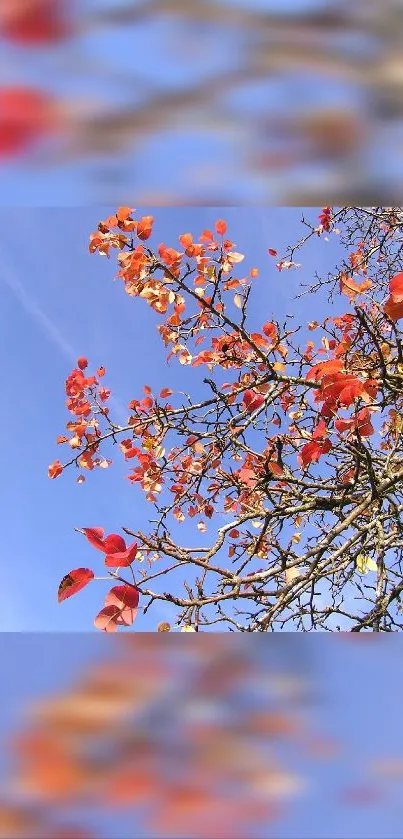 Autumn leaves branch against clear sky