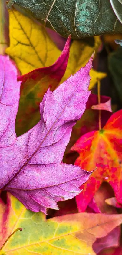 Vibrant autumn leaves with magenta and orange hues on a mobile wallpaper.