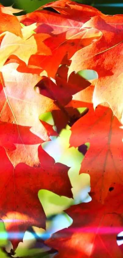 Bright autumn leaves with red and orange hues.