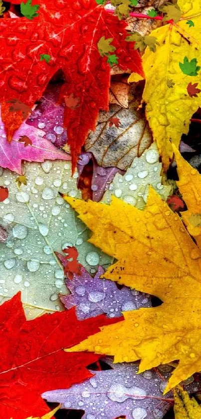 Colorful autumn leaves with dew drops, vibrant red, yellow, and purple hues.