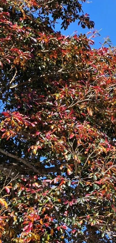 Vibrant autumn leaves against a clear blue sky in colorful wallpaper.