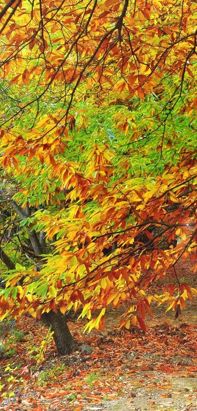 Autumn wallpaper featuring orange and green leaves on tree branches.