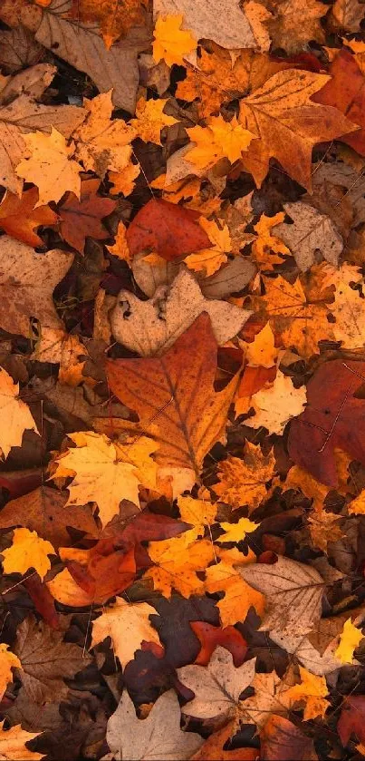 Vibrant autumn leaves on the ground.