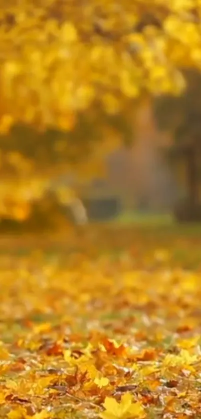 Beautiful autumn scene with golden leaves and vibrant fall colors.