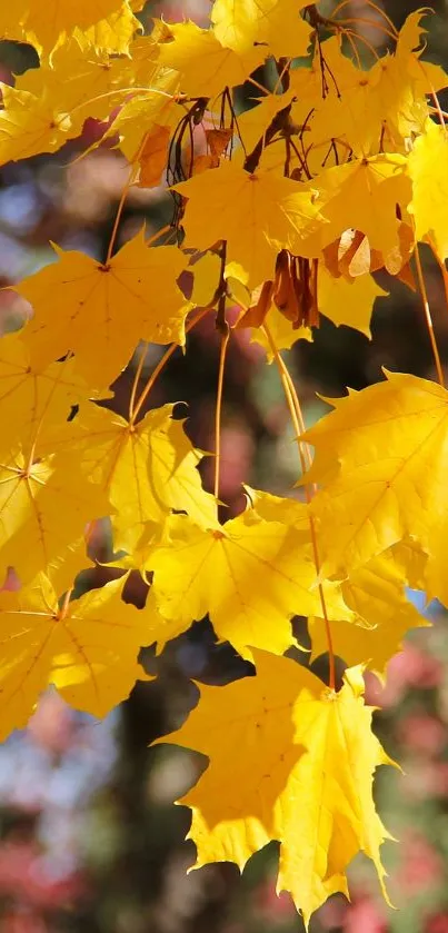 Vibrant yellow leaves set against blurred autumn background.