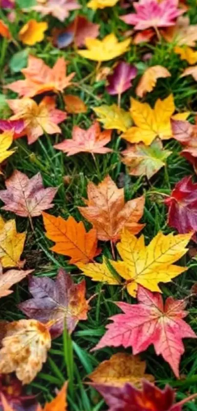Colorful fallen autumn leaves on green grass.