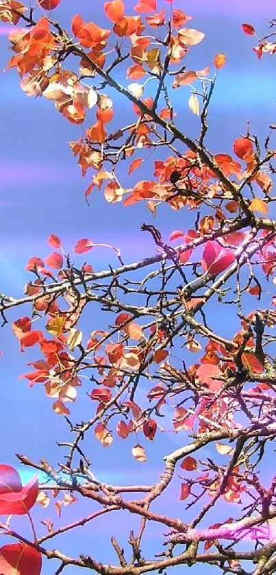 Vibrant red autumn leaves against a clear blue sky, captured on a mobile wallpaper.