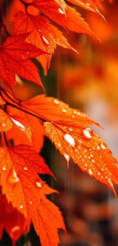 Vibrant orange autumn leaves with raindrops on a mobile wallpaper.