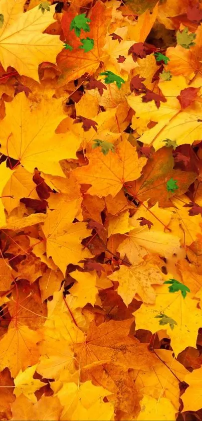 Vibrant autumn leaves in orange and yellow hues scattered on the ground.