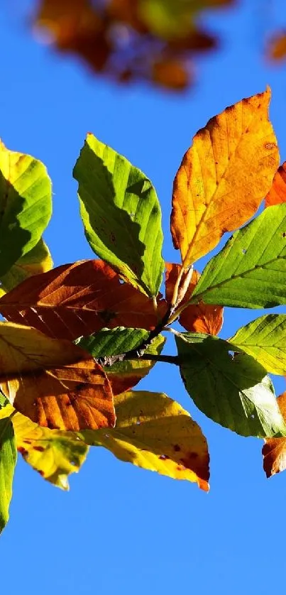 Vibrant autumn leaves against a blue sky.