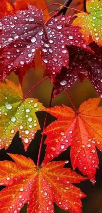 Bright autumn leaves with raindrops on a mobile wallpaper.