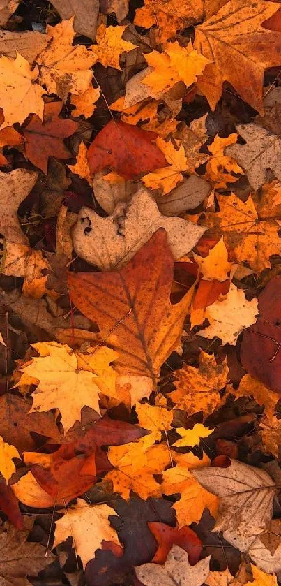 Vibrant wallpaper with orange autumn leaves.