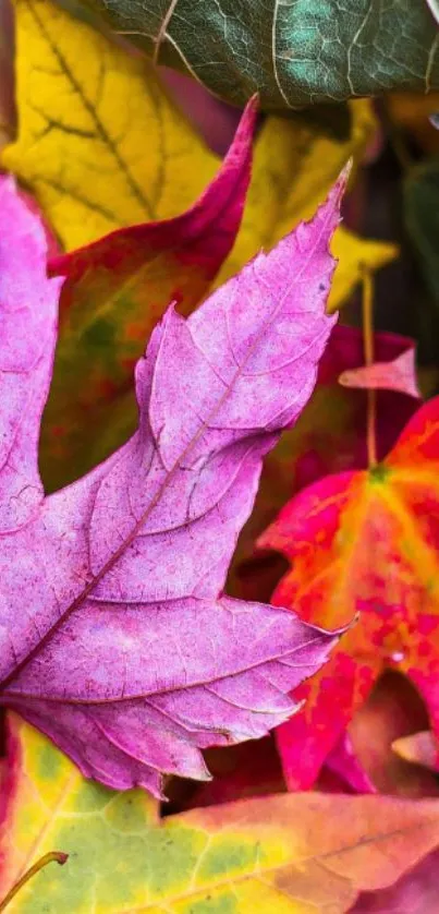 Vibrant pink and colorful autumn leaves wallpaper.