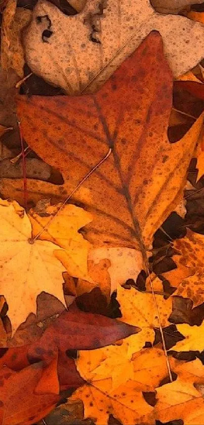 Vibrant autumn leaves in orange and brown hues covering the ground.