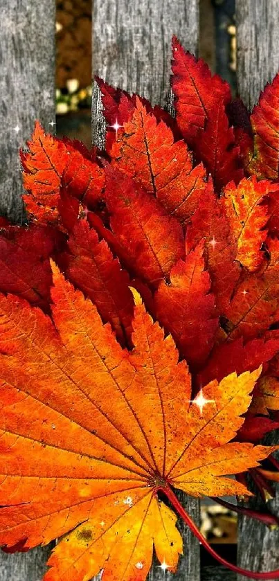 Vibrant orange and red autumn leaves on rustic wood