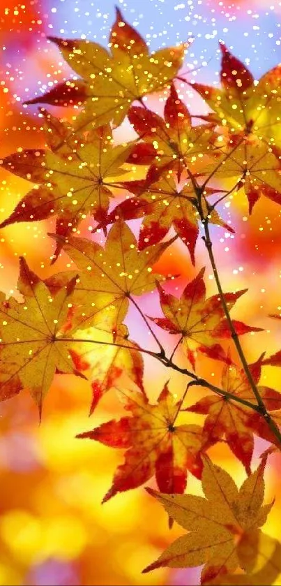 Bright orange and yellow autumn leaves against a blurred background.