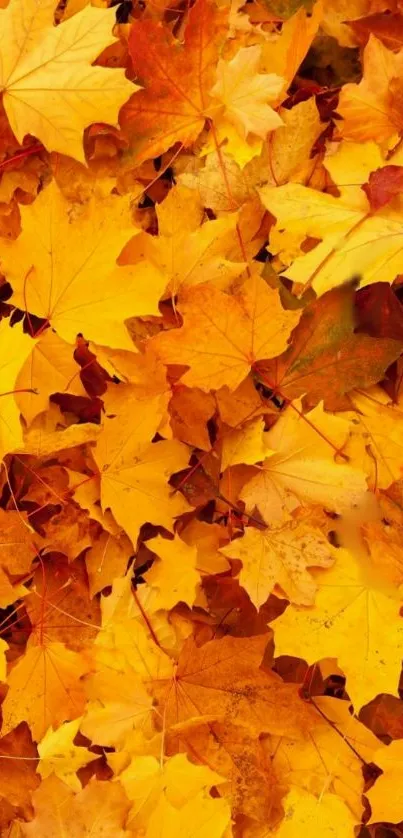 Vibrant orange and red autumn leaves covering the ground.