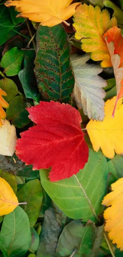 Vibrant autumn leaves with red, yellow, and green colors on a mobile wallpaper.