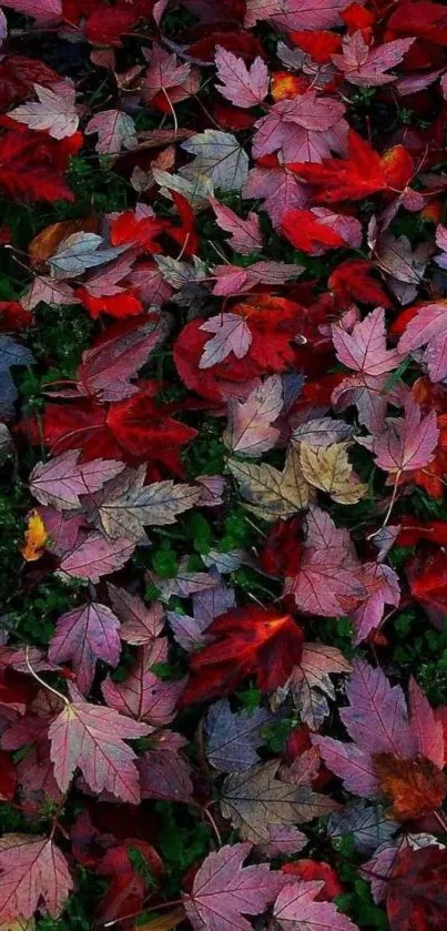 Vibrant autumn leaves with rich reds and purples on lush ground.