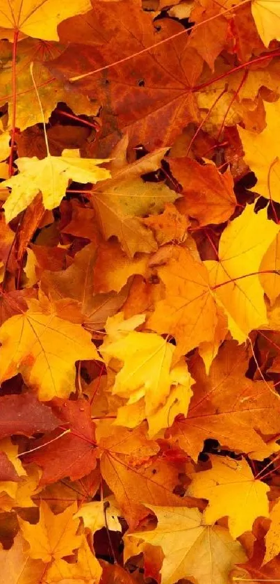 Orange and yellow autumn leaves mobile wallpaper.