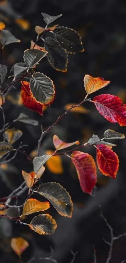 Autumn leaves on dark background mobile wallpaper.