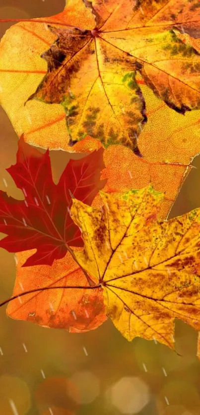 Vibrant orange autumn leaves wallpaper with raindrops.