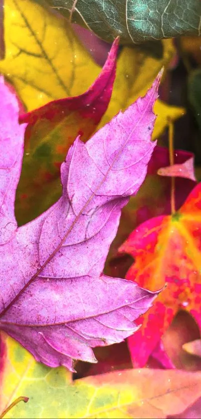 Vibrant pink, orange, and yellow maple leaves close-up.