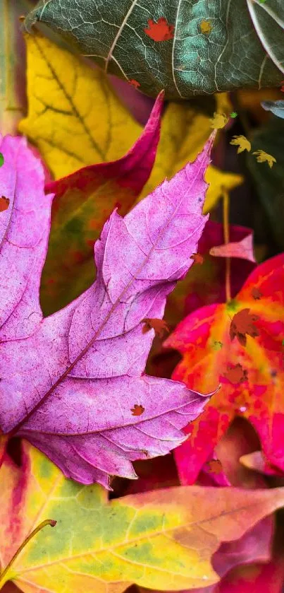 Colorful autumn leaves in vibrant hues.