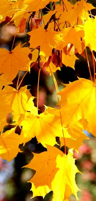 Bright yellow maple leaves with soft blurred background.