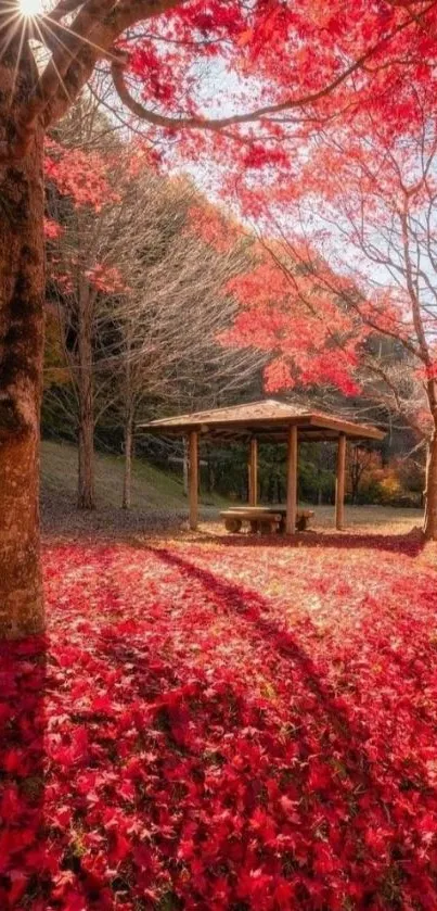 Autumn forest with vibrant red leaves and sunlight streaming through trees.