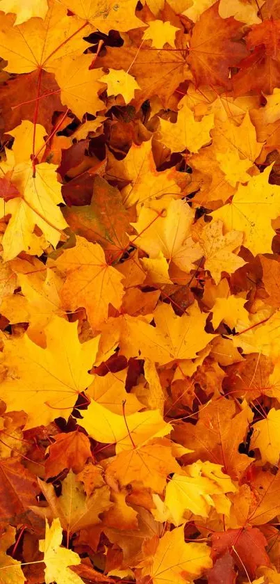 Vibrant orange and yellow autumn leaves background.