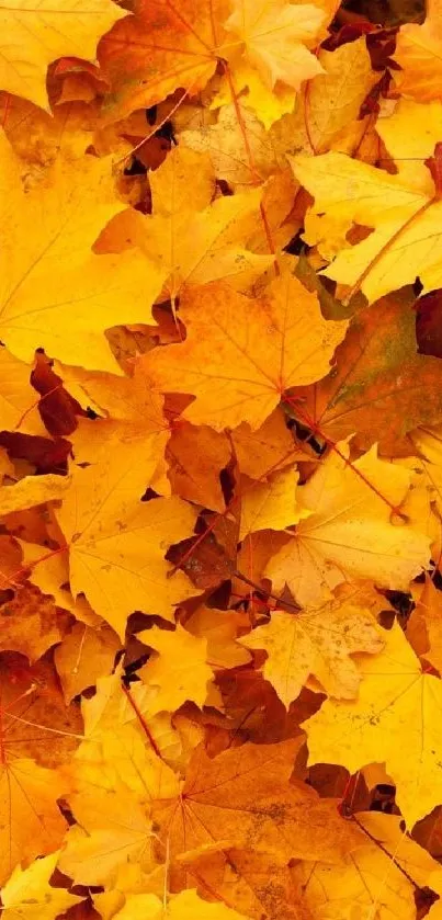 Vibrant yellow and orange autumn leaves creating a warm mobile wallpaper.