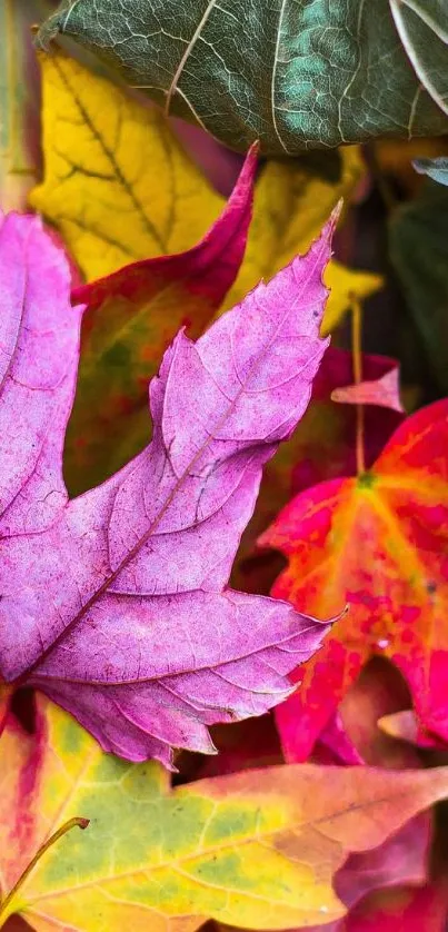 A vibrant array of colorful autumn leaves in close-up view.