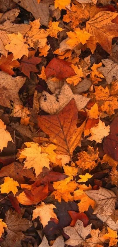 Vibrant fallen autumn leaves wallpaper, perfect for your mobile screen.