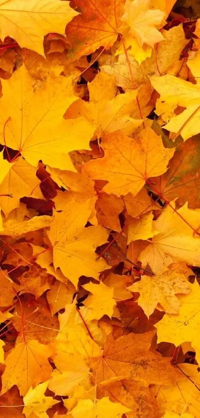 Golden yellow autumn leaves in a vibrant seasonal mobile wallpaper.