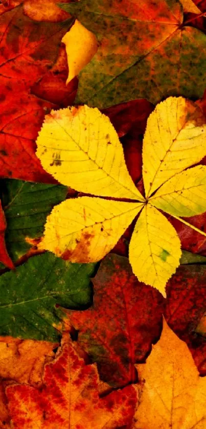 Vibrant autumn leaves in yellow and orange hues.