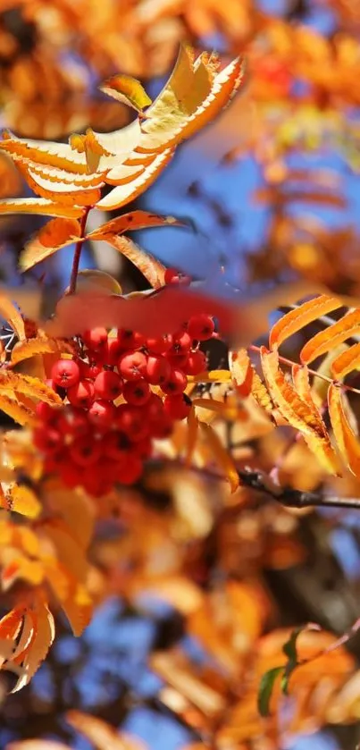 Bright autumn leaves and red berries under a clear blue sky.