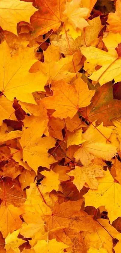 Bright autumn leaves in orange hues, covering the entire screen.