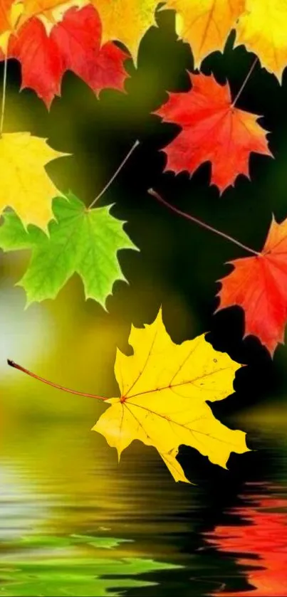 Colorful autumn leaves reflecting in water.