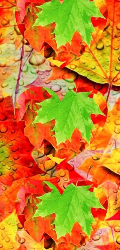 Colorful autumn leaves wallpaper with water droplets pattern.